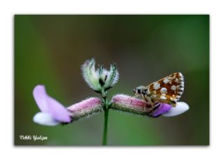 Kzl Zpzp (Spialia orbifer)