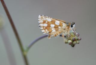 Kzl Zpzp (Spialia orbifer)