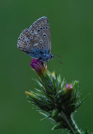 okgzl Mavi (Polyommatus icarus)
