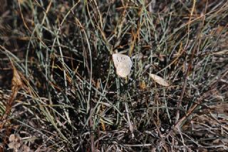 okgzl Mavi (Polyommatus icarus)