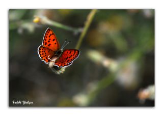 Kk Ate Gzeli (Lycaena thersamon)