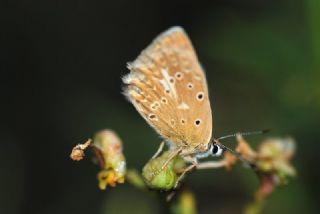 okgzl Dafnis (Polyommatus daphnis)