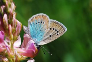 okgzl Rus Mavisi (Polyommatus coelestina)