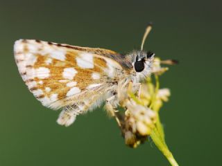 Kzl Zpzp (Spialia orbifer)