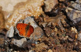 Kafkasyal parhan (Melitaea interrupta)