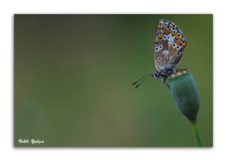 okgzl Balkan Mavisi (Aricia anteros )