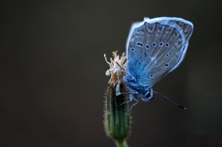 okgzl Dafnis (Polyommatus daphnis)