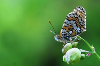 parhan (Melitaea cinxia)