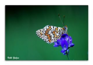 Benekli Byk parhan (Melitaea phoebe)