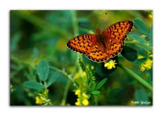 Gzel nci (Argynnis aglaja)