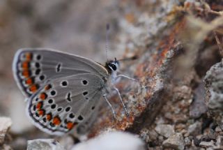 Doulu Esmergz (Plebejus carmon)