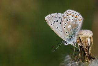 okgzl Gk Mavisi (Polyommatus bellargus)