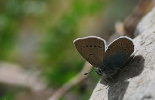 okgzl Rus Mavisi (Polyommatus coelestina)