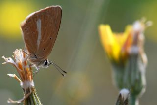okgzl Anadolu Beyaz (Polyommatus menalcas)