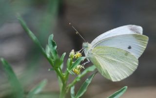Kk Beyazmelek (Pieris rapae)