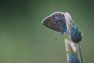 okgzl Mavi (Polyommatus icarus)