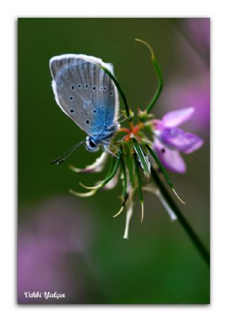 okgzl Dafnis (Polyommatus daphnis)