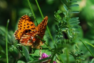 Beyaz nci (Clossiana euphrosyne)