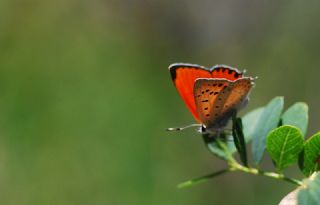 Da Atei (Lycaena thetis)