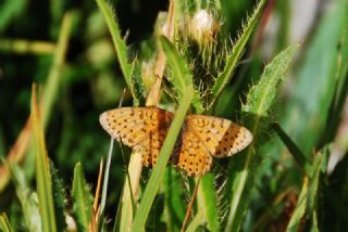 Gzel nci (Argynnis aglaja)