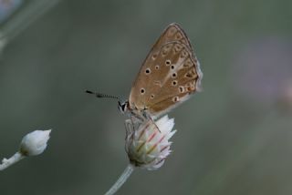 Anormal okgzl (Polyommatus admetus)