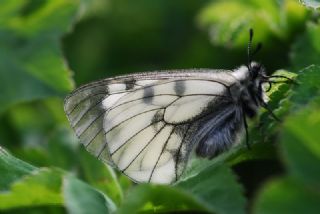 Dumanl Apollo (Parnassius mnemosyne)
