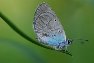 Mavi Osiris (Cupido osiris)