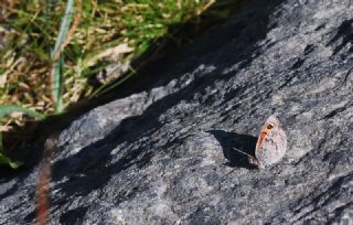 Kafkas Gzelesmeri (Erebia graucasica )