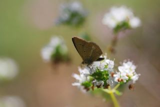 Anormal okgzl (Polyommatus admetus)