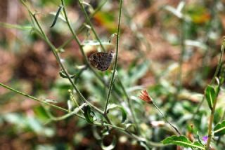 Küçük Esmerboncuk (Lasiommata megera)
