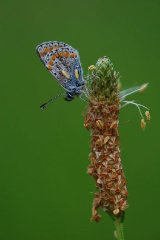 okgzl Mavi (Polyommatus icarus)