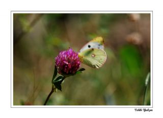 Sar Azamet (Colias croceus)