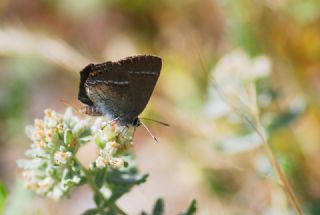 Gzel Sevbeni (Satyrium spini)