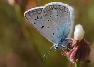 okgzl Edon Mavisi (Polyommatus aedon)