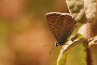 okgzl Edon Mavisi (Polyommatus aedon)