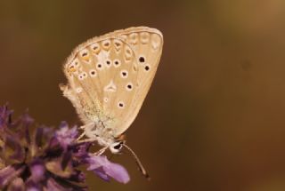 okgzl Edon Mavisi (Polyommatus aedon)