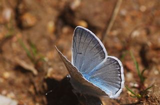 okgzl Edon Mavisi (Polyommatus aedon)