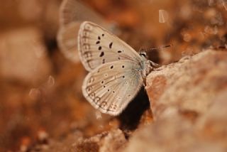 okgzl Edon Mavisi (Polyommatus aedon)