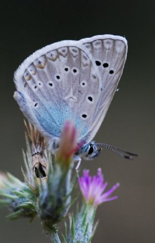 okgzl Edon Mavisi (Polyommatus aedon)