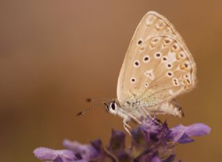 okgzl Edon Mavisi (Polyommatus aedon)