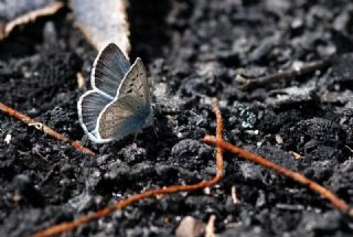 okgzl Edon Mavisi (Polyommatus aedon)