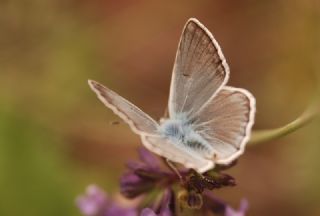 okgzl Edon Mavisi (Polyommatus aedon)