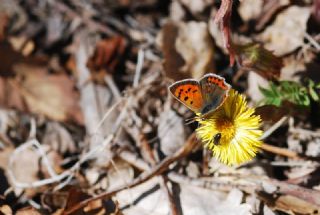 Benekli Bakr Gzeli (Lycaena phlaeas)