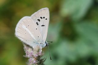 okgzl Kandl Mavisi (Polyommatus kanduli)