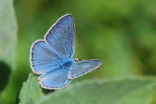 okgzl Kandl Mavisi (Polyommatus kanduli)