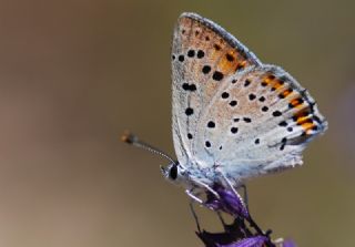 Byk Mor Bakr Gzeli (Lycaena alciphron)