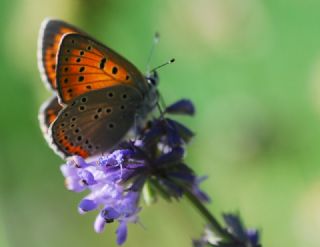 Byk Mor Bakr Gzeli (Lycaena alciphron)