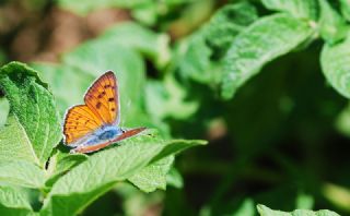 Byk Mor Bakr Gzeli (Lycaena alciphron)