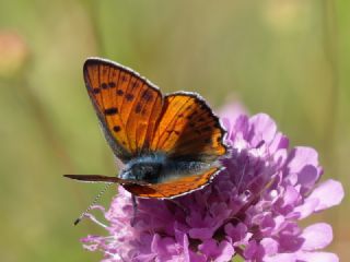 Byk Mor Bakr Gzeli (Lycaena alciphron)