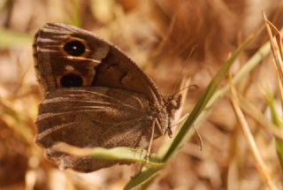 Aa Karamelei (Hipparchia statilinus)